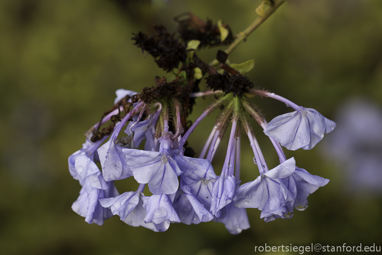 plumbago